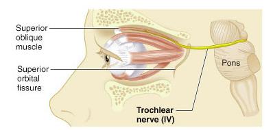 Trochlear nerve pathway
