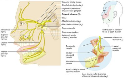 Trigeminal nerve divisions and innervation