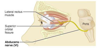 Abducens nerve pathway