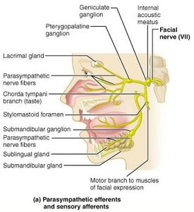 Facial nerve parasympathetic and sensory branches
