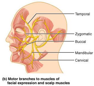 Facial nerve motor branches