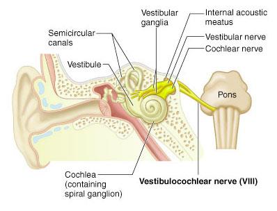Vestibulocochlear nerve pathway