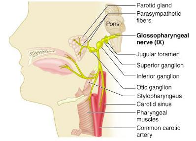 Glossopharyngeal nerve pathway