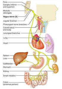 Vagus nerve distribution