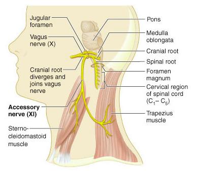 Accessory nerve pathway