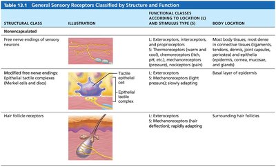 Table of unencapsulated general sensory receptors (color)