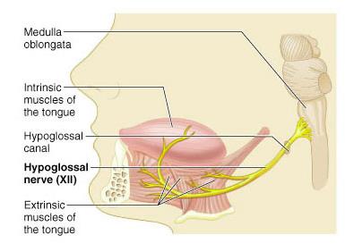 Hypoglossal nerve pathway