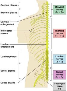 Spinal nerves and plexuses