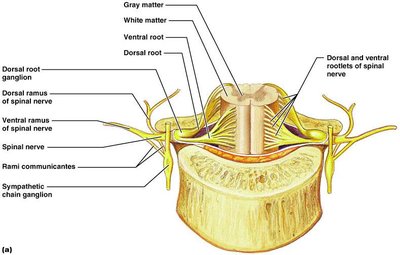 Spinal nerve roots and rami