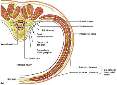 Spinal nerve innervation of thorax and back