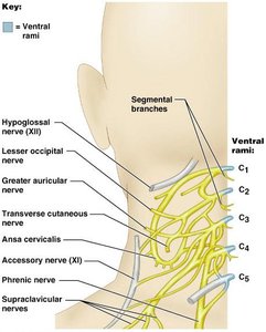 Cervical plexus and phrenic nerve
