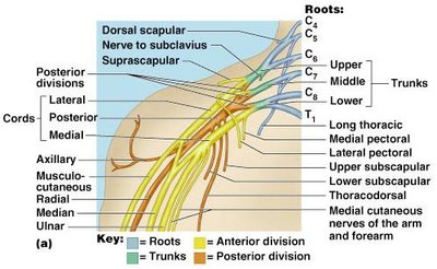 Brachial plexus and major nerves