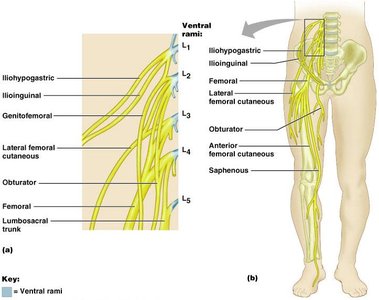 Lumbar plexus and major nerves