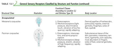 Table of encapsulated general sensory receptors