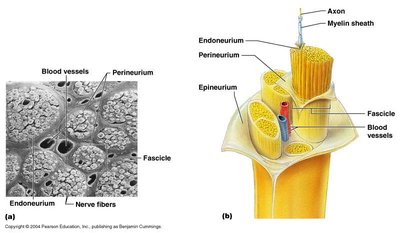 Structure of a nerve showing connective tissue layers