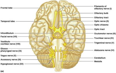 Diagram of cranial nerves on the brain's inferior surface