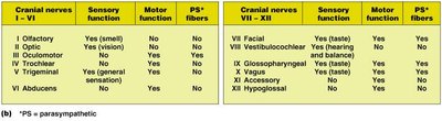 Table summarizing cranial nerve functions