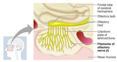 Olfactory nerve pathway