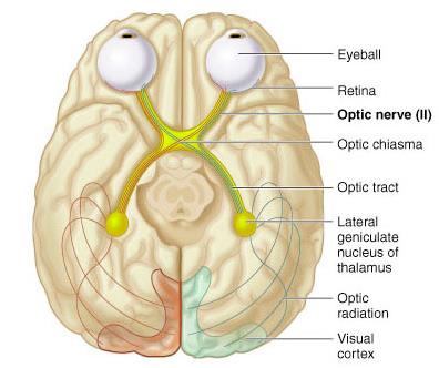 Optic nerve pathway