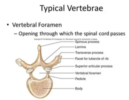 Labeled diagram of a typical vertebra showing the vertebral foramen