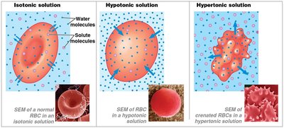 Effects of tonicity on red blood cells