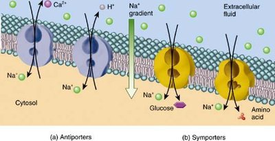 Facilitated diffusion of glucose