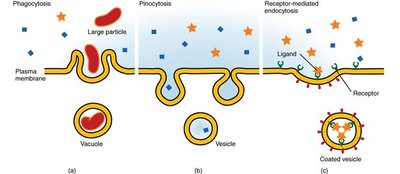 Exocytosis process