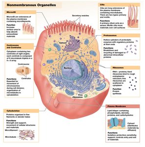 Nonmembranous organelles in a cell