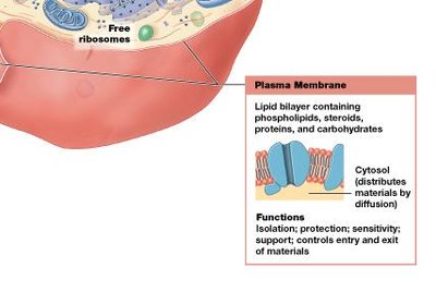 Plasma membrane structure and function