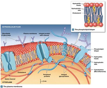 Phospholipid bilayer structure