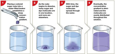 Diffusion process in solution