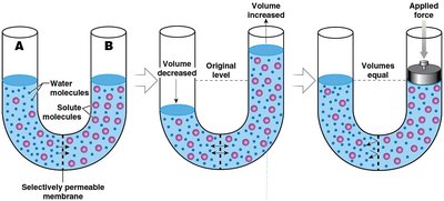 Osmosis and osmotic pressure