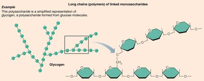 Long chains of monosaccharides forming glycogen