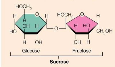 Sucrose structure: glucose and fructose