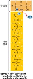 Triglyceride structure