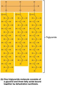 Simplified triglyceride structure