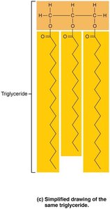 Saturated fat structure
