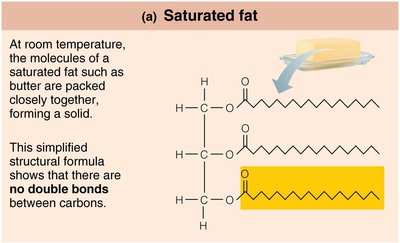 Steroid structure: cholesterol