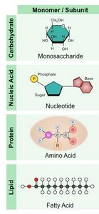 Polypeptide chain and protein structure