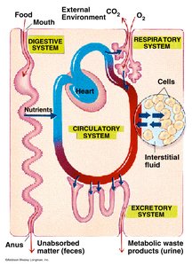 Diagram of human body systems and their interactions
