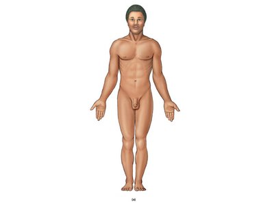 Standard anatomical position, anterior view