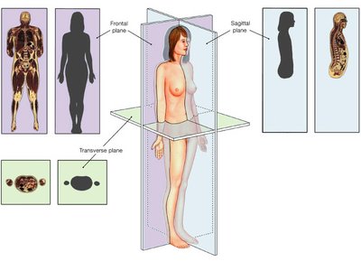 Anatomical planes of section