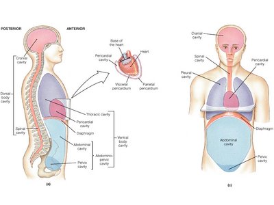 Body cavities, lateral and anterior views