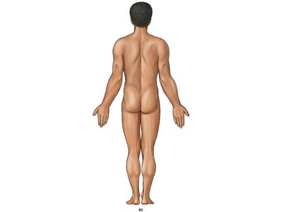 Body regions, posterior view