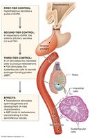 Hormonal regulation of testicular function