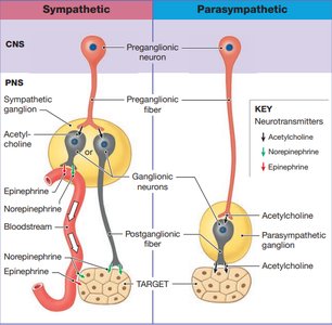 Sympathetic and Parasympathetic Pathways