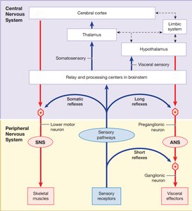 Central and Peripheral Nervous System Reflex Pathways