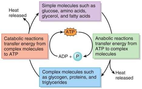 Diagram showing the relationship between anabolic and catabolic reactions