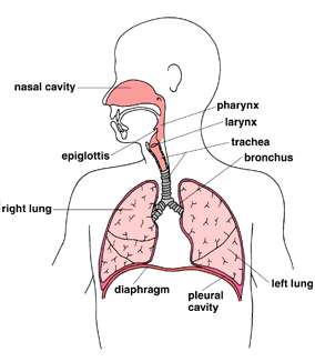 Diagram comparing human and cellular respiration