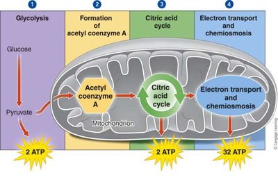 Diagram of the four stages of aerobic respiration